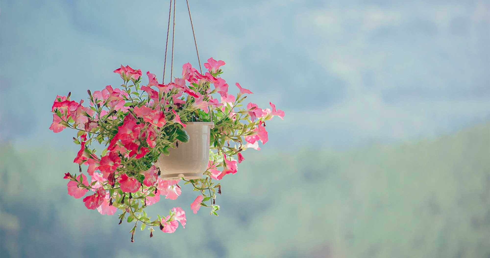 Flowering Plants