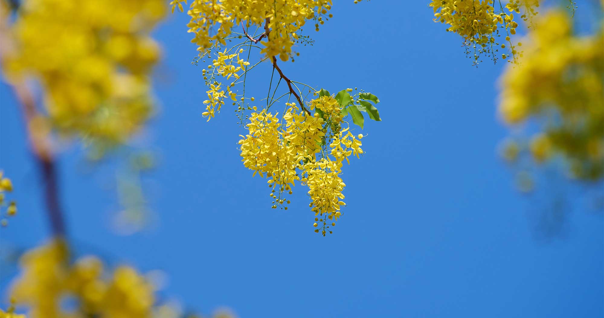 Flowering Trees