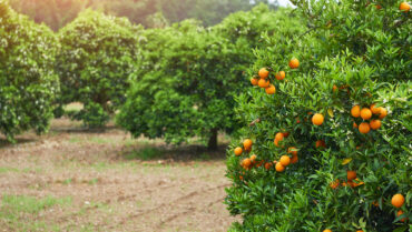 Fruit Trees