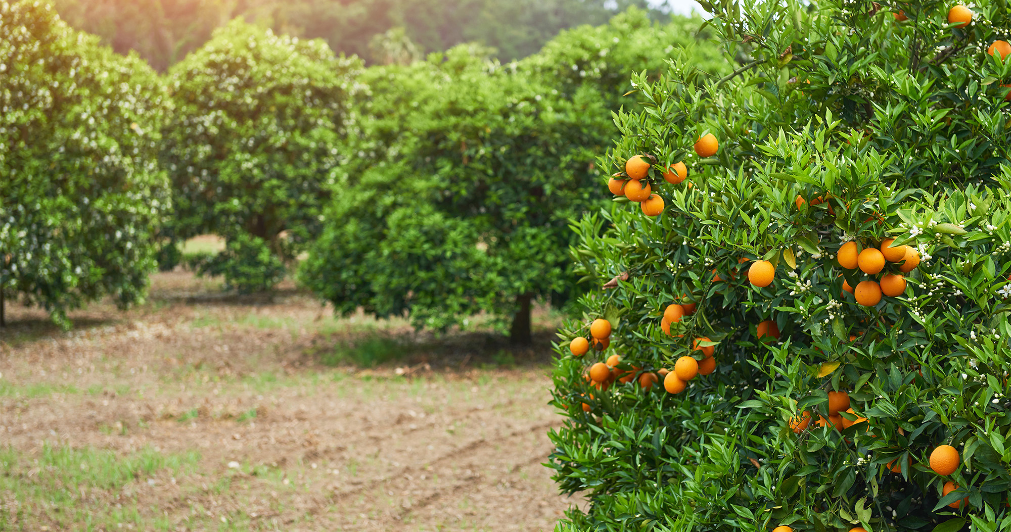 Fruit Trees