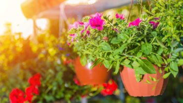 Hanging Pots