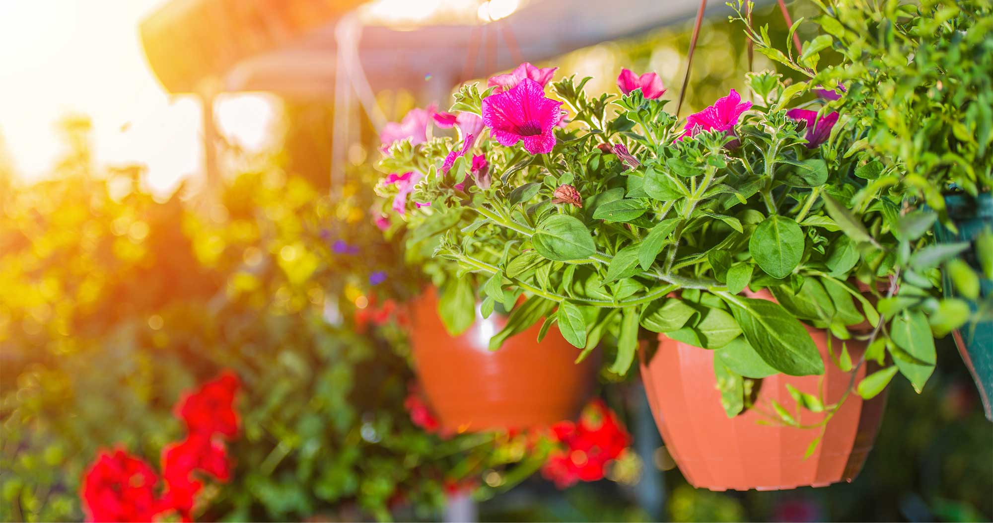 Hanging Pots