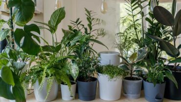 Indoor Plants