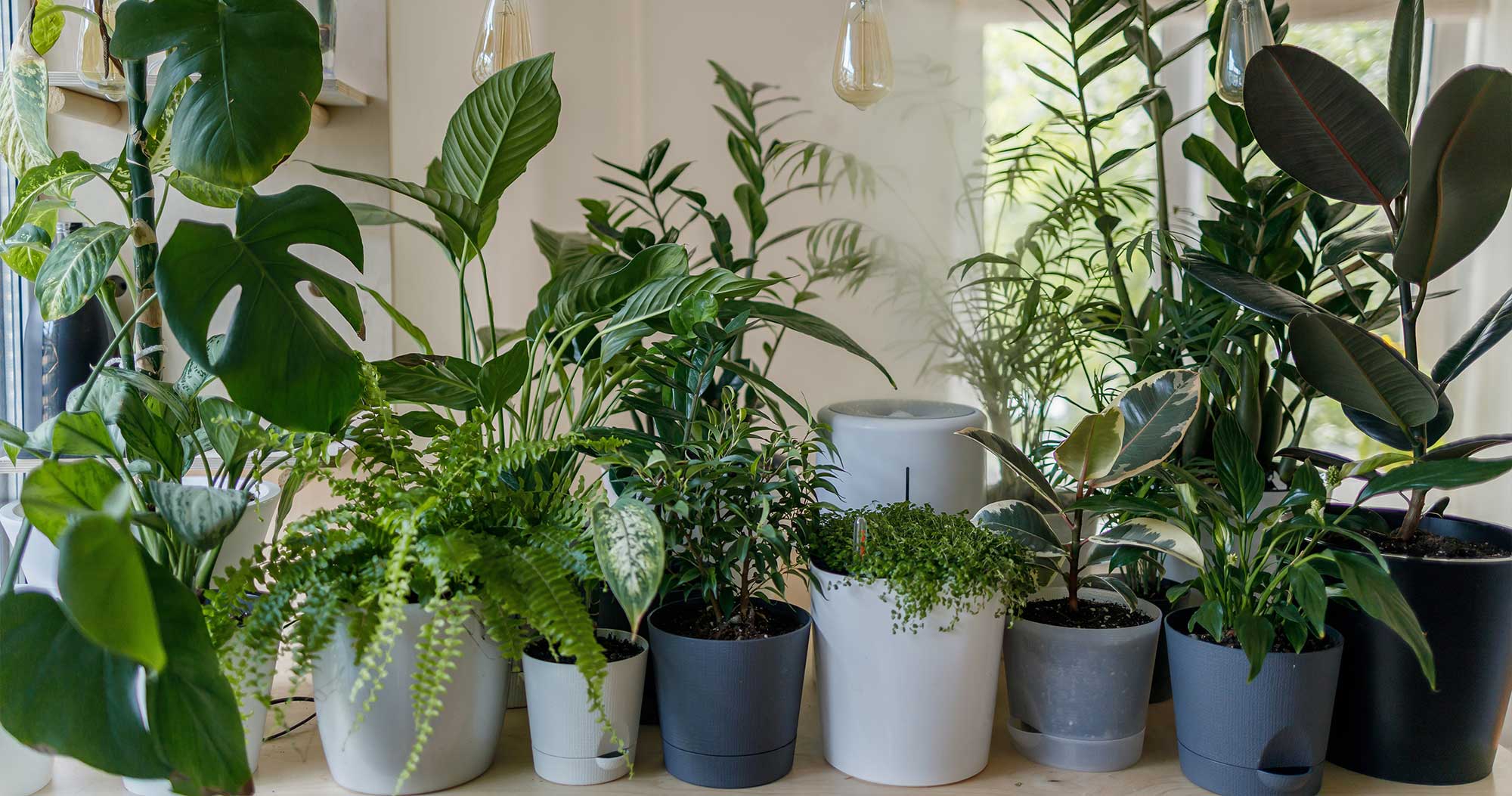 Indoor Plants