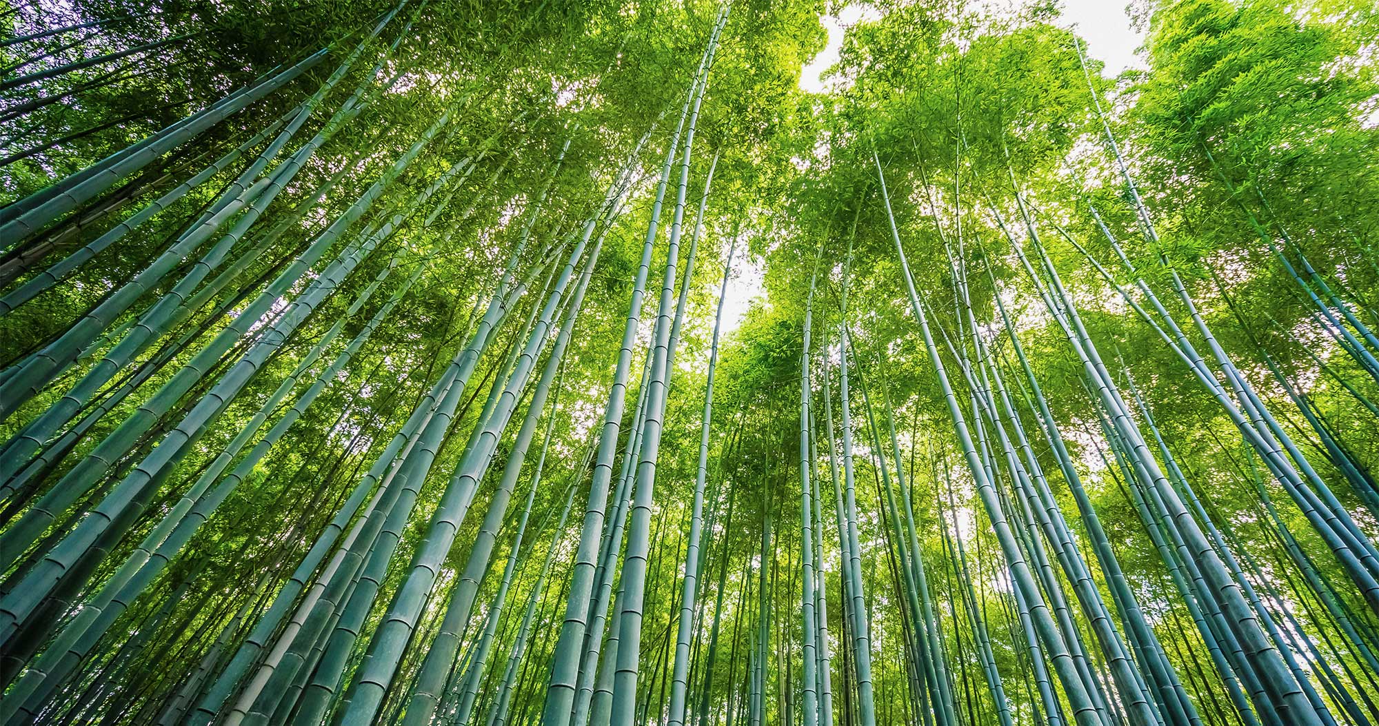 Nakshatra Trees (Bamboo)