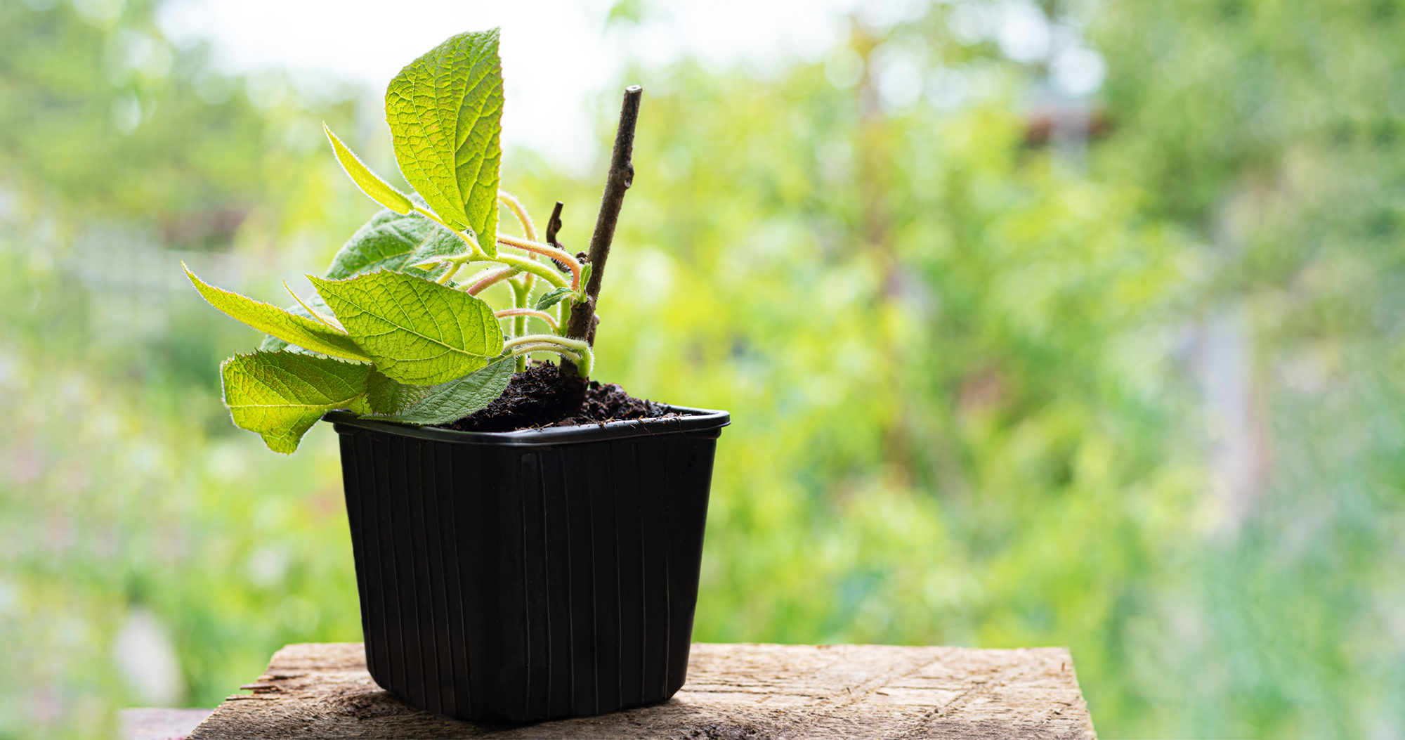 Plastic Pots