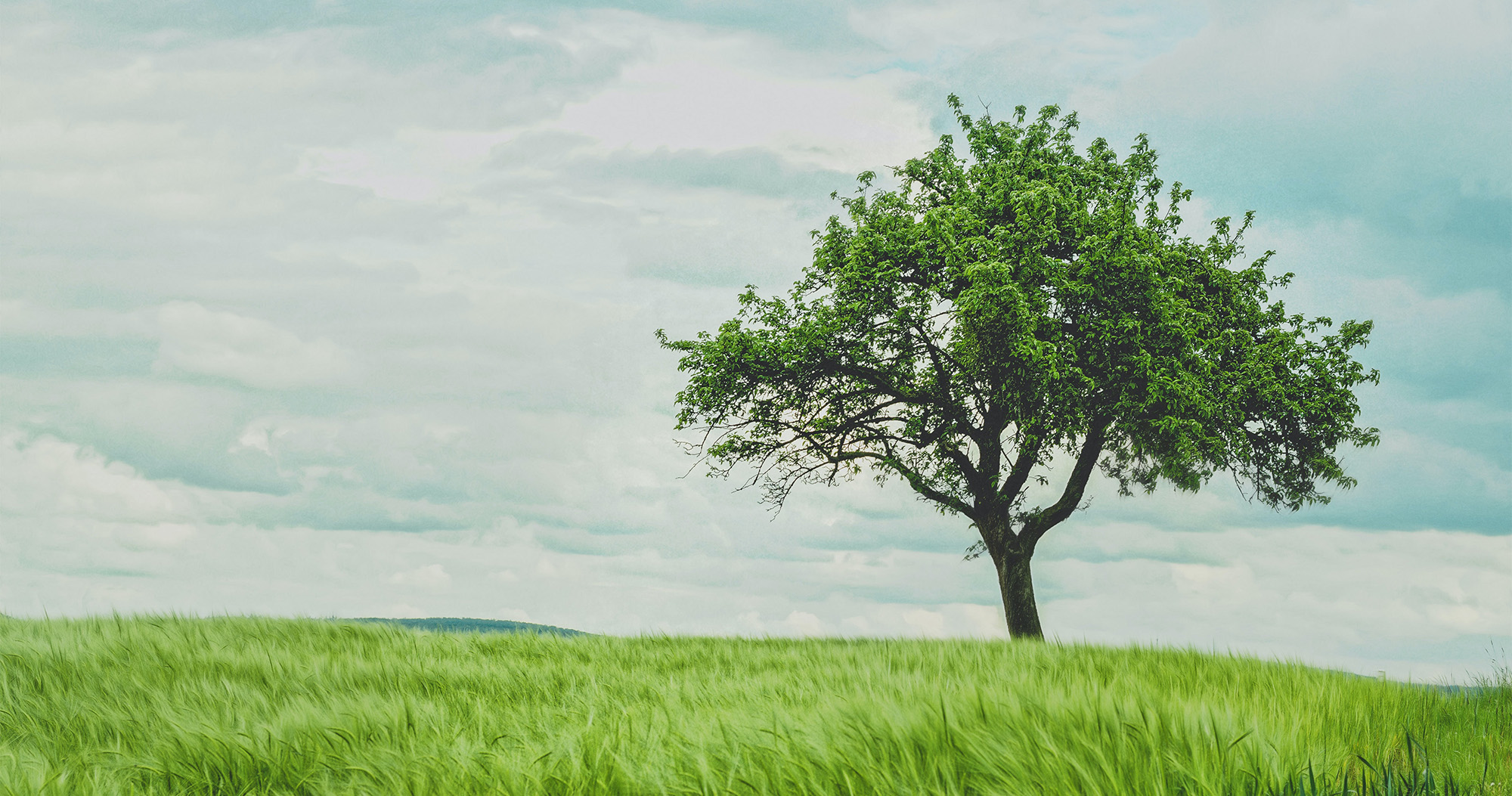 Shade Trees