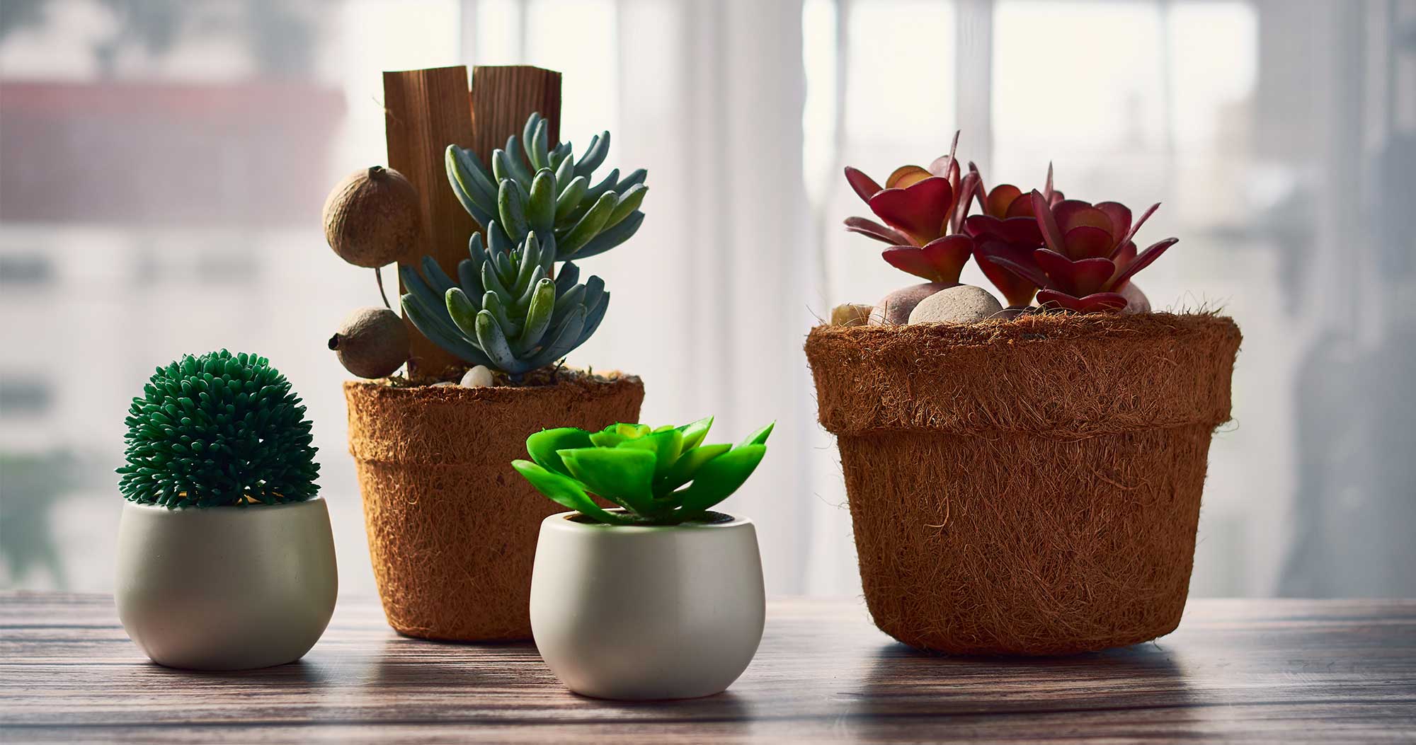 Succulents Plants