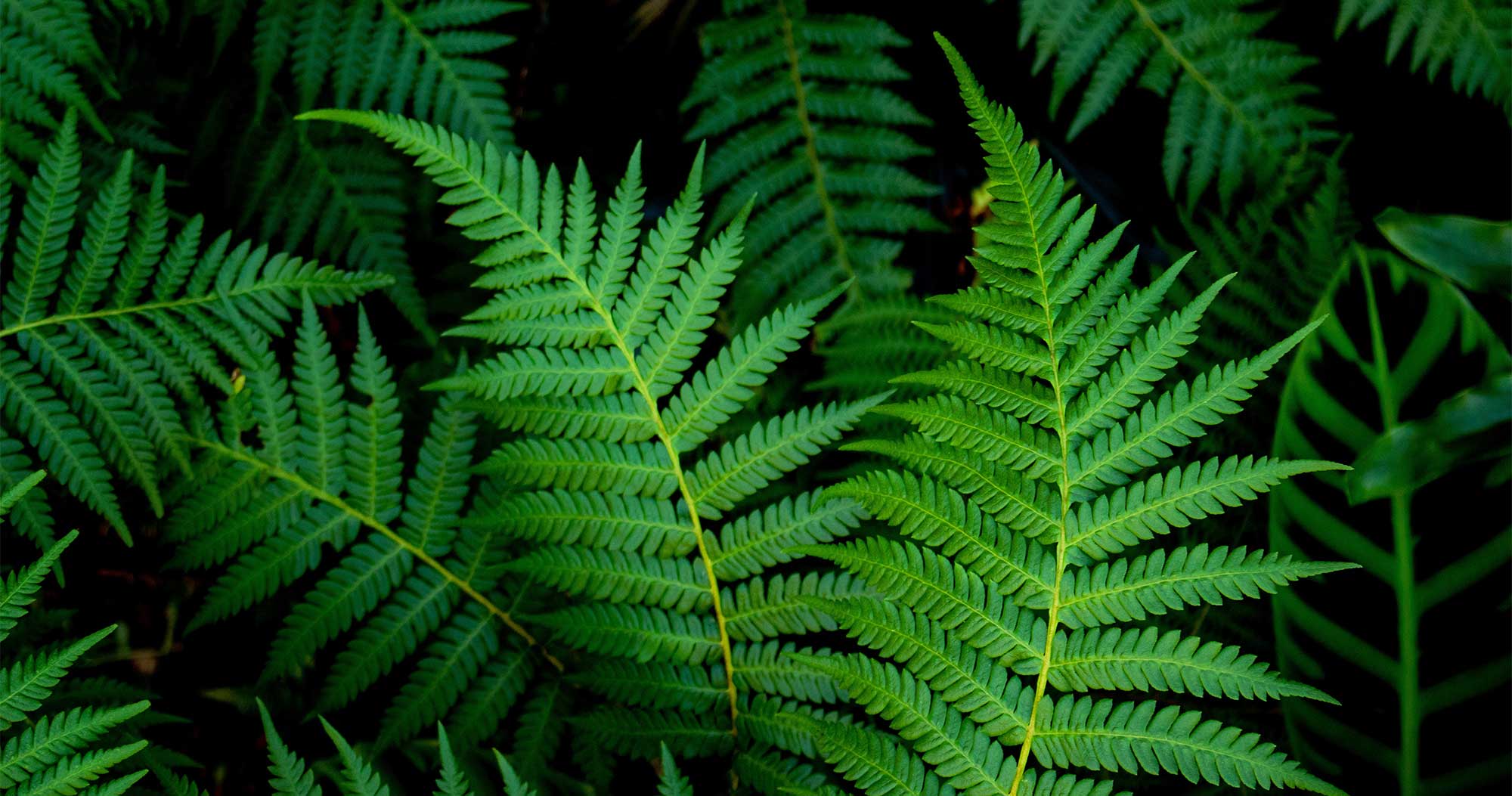 Fern Plants